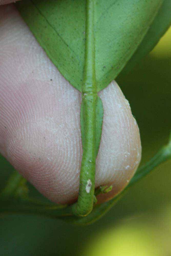              Petiole (Riverside, CA)       